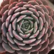 ☆にいな☆の画像
