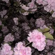 みの画像