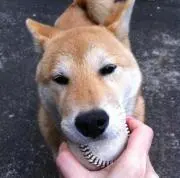 柴モフリーヌの画像