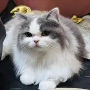 まーの画像
