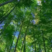 竹のの画像