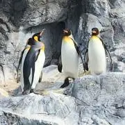momomoの画像