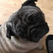 ざっきの画像