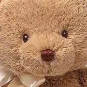 杉の画像