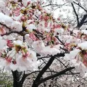 ゆう