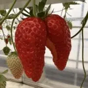 みがみっつ※プロフ必読※の画像