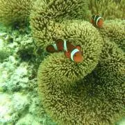 ちゅら38の画像