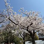 くらの画像