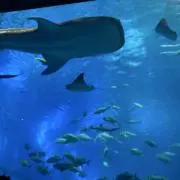 ちょこさんどの画像