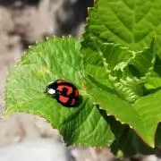 ☘いく☘第4種次回7/6発送予定の画像