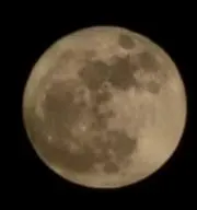 ぼんちの画像