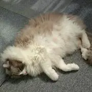 ミクミク