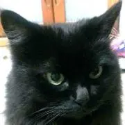 しるばの画像
