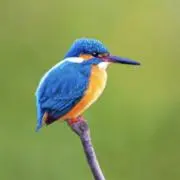 HUOMENNAの画像