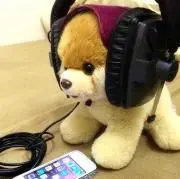 BOOの画像