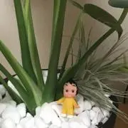Meichiの画像