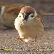 SS
