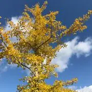 ポチの画像