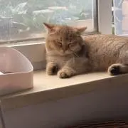 シハク