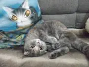 はなまるの画像
