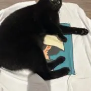 ふがしの画像