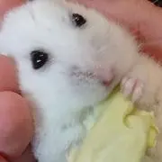 おかだの画像