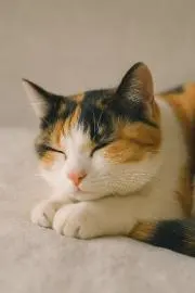 purinの画像