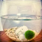 まりもの画像