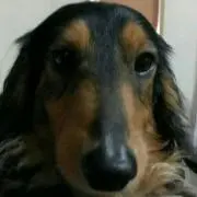 チョコビ