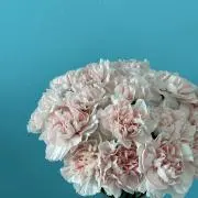 マーチ太郎
