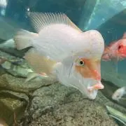 コブダイの画像