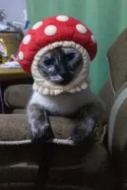 大熊猫(プロフ必読！)の画像