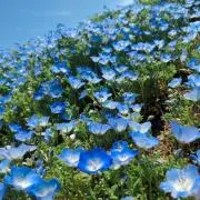 38nissimoの画像