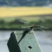 まる