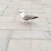 トワコの画像