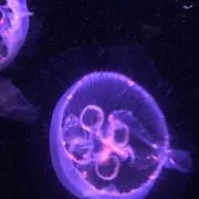 ケヤキの画像