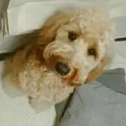 ちまはる