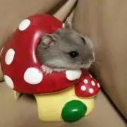 ゆず