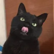 ミラの画像