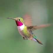 ノザるの画像