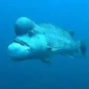 傘の画像