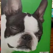たまこの画像
