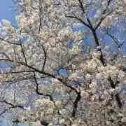 花  プロフ読んでください。