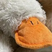 ぴーこの画像