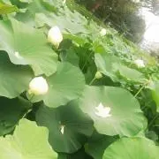 cocco様