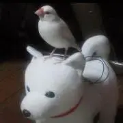 しずるの画像