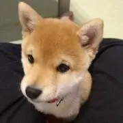 れんれんの画像