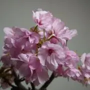 あぶらぼうず