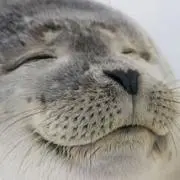みみ