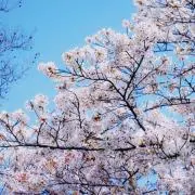 みょんの画像